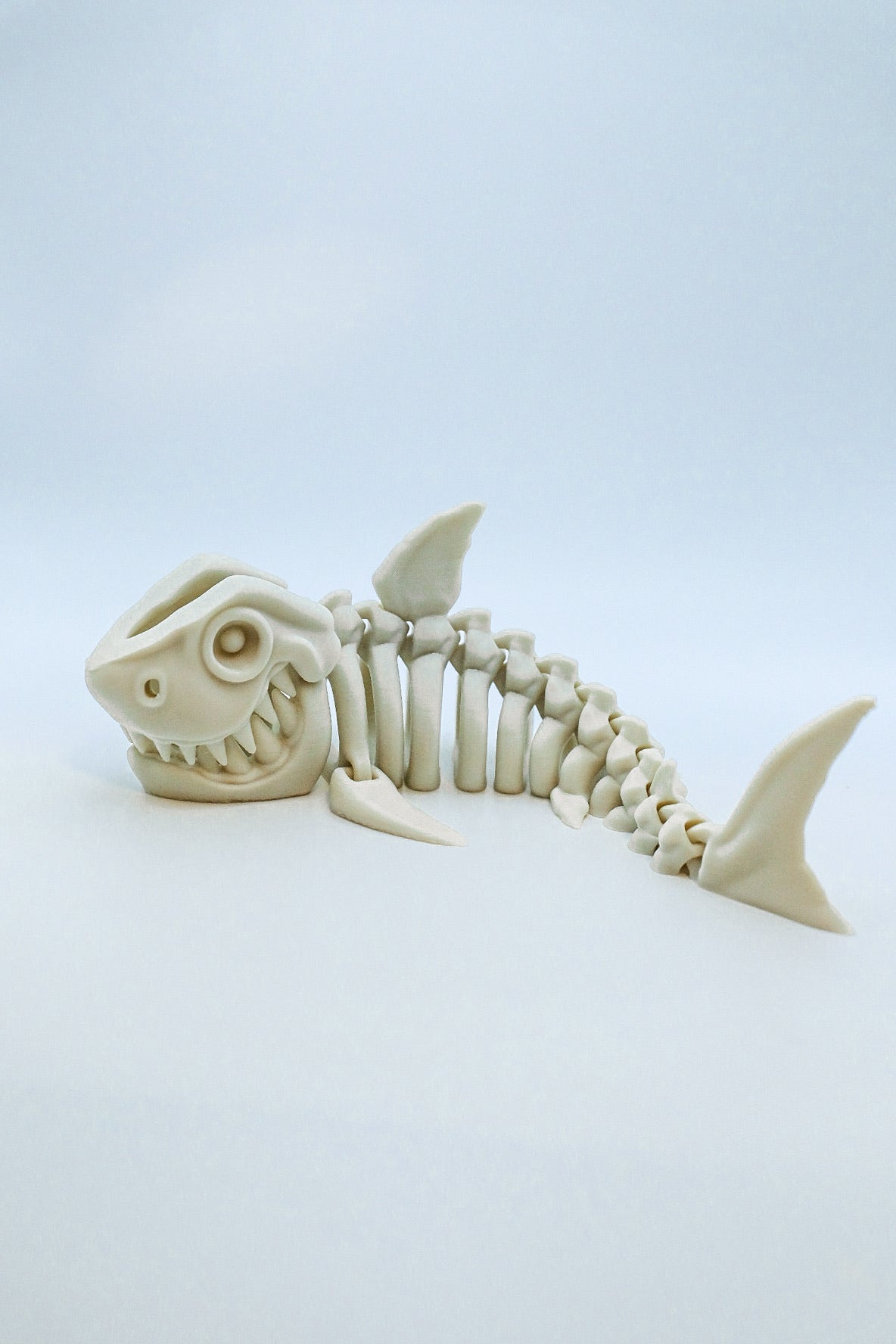 Shark Skeleton